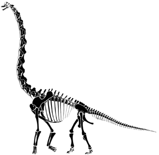 Brachiosaurus (Giraffatitan) brancai