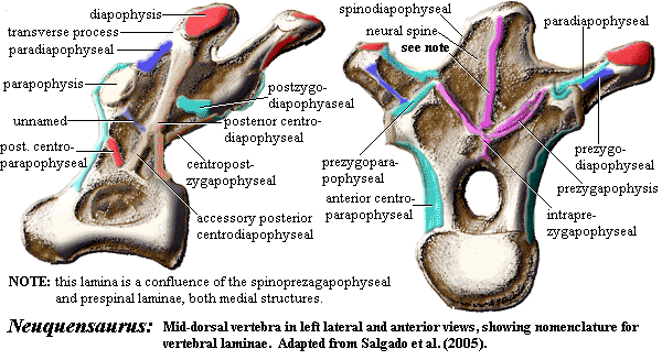 Neuquensaurus Dorsal vertebra. Salgado et al. (2005)