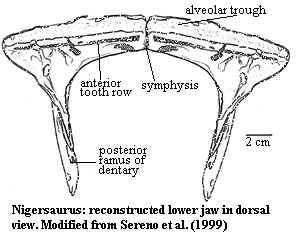 Nigersaurus lower jaw