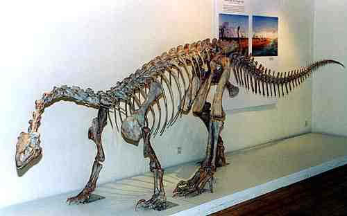 a mounted skeleton of Plateosaurus - length about 6 meters 