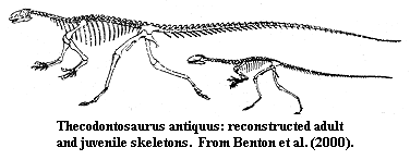 Thecodontosaurus antiquus