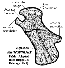 anterior teeth selection