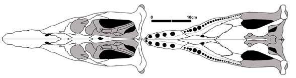 Augustasaurus hagdorni