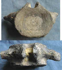 Columbosaurus cervical vertebra (2 views)
