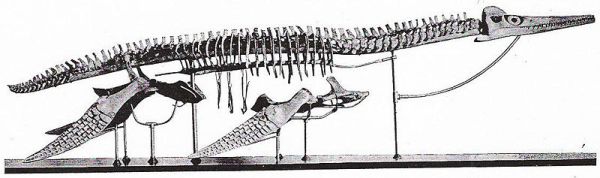 Dolichorhynchops osborni in the University of Kansans Museum of Natural History