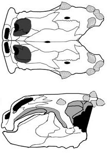 Henodus skull, drawing by David Peters