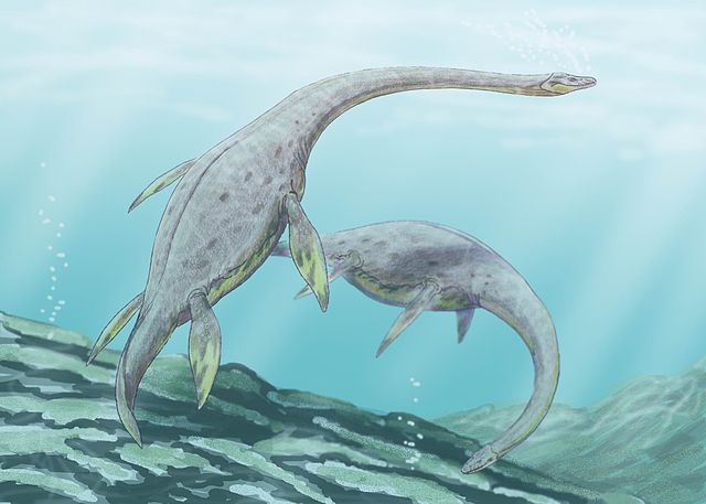Muraenosaurus leedsi