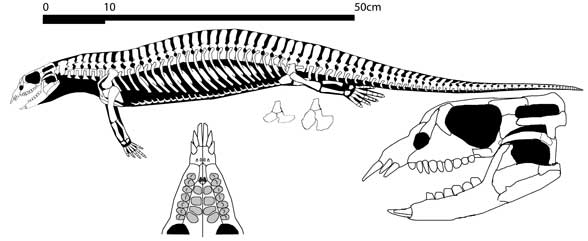 Paraplacodus broilli