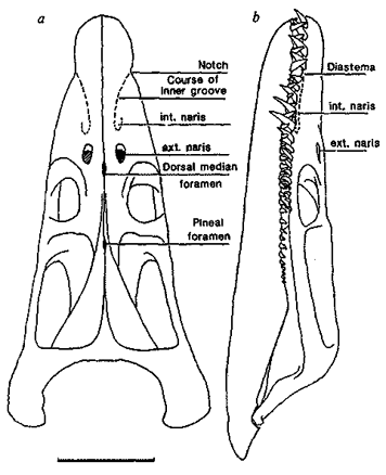 Rhomaleosaurus megacephalus from Cruickshank et al. (1991)