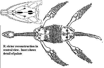 Halamphora siqueirosii. 2. Live specimens (girdle view) showing