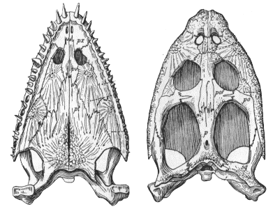 Simosaurus skull in palatal & dorsal views