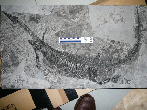 Wumengosaurus from Xinmin, Panxian - MarineReptile.org