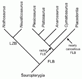 sauropterygian long bone histology and phylogeny