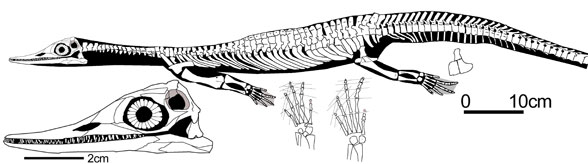 Wumengosaurus - skeleton reconstruction David Peters