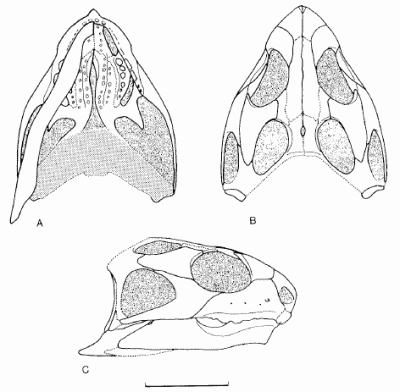 Brachyrhinodon taylori
