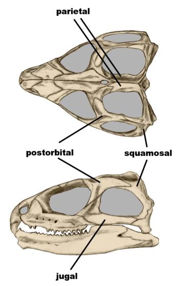 Sphenodon skull