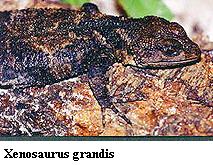 Xenosaurus grandis