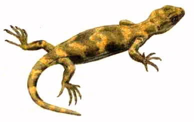 Ardeosaurus