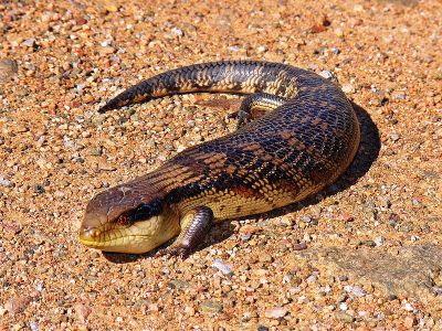Tiliqua scincoides - Blue-tongued Lizard