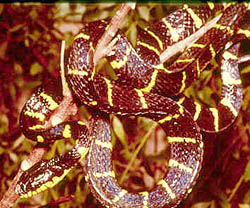 Mangrove snake Boiga dendrophila