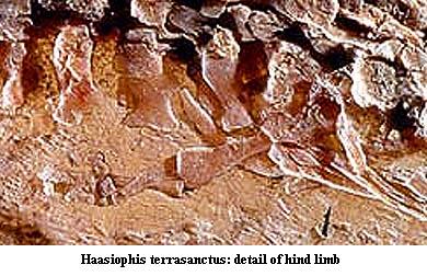 Haasiophis hind limb