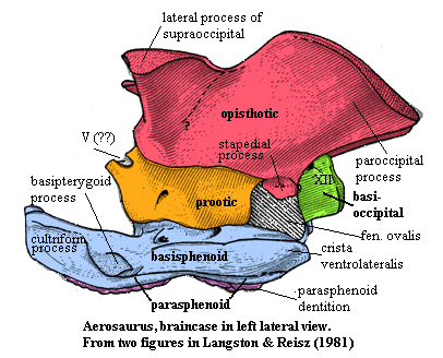 Aerosaurus braincase