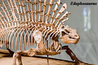 Edaphosaurus Field Museum
