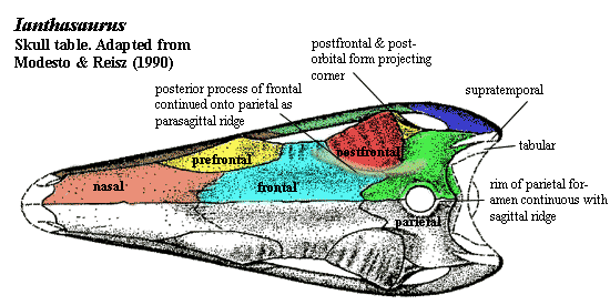 Ianthasaurus skull table
