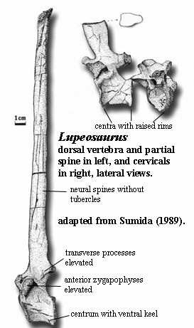 Lupeosaurus vertebrae