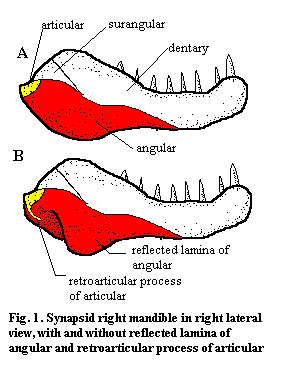 Reflected lamina & retroarticular process