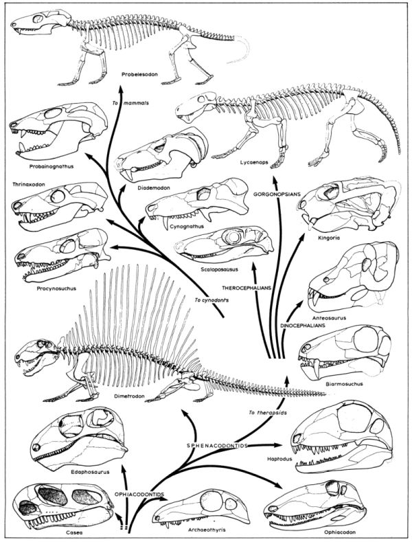 Synapsid evolution - click for larger image