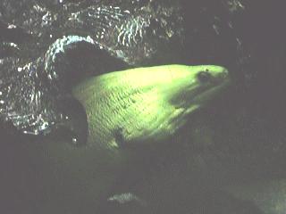 Moray eel