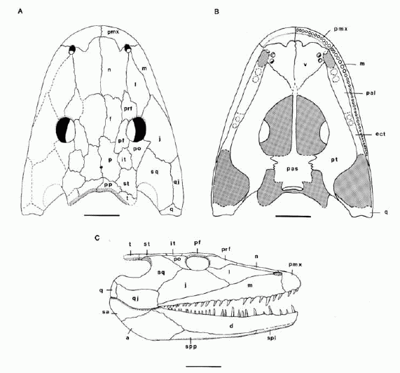 Capetus - reconstruction of skull