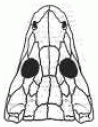 Chenoprosopus lewisi