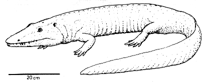 Cochleosaurus bohemicus