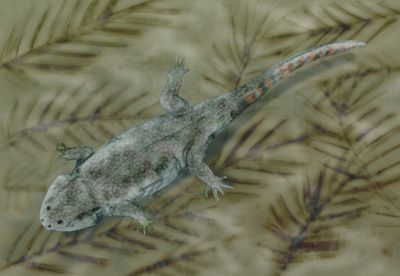 Compsocerops cosgriffi