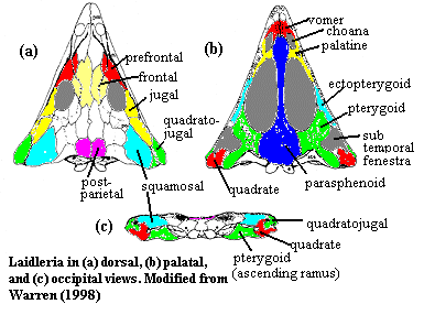 Laidleria from Warren (1998)