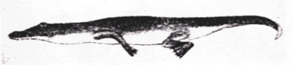 Chomatobatrachus