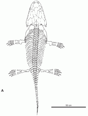 Metoposaurus diagnosticus krasiejowensis - dorsal view of skeleton