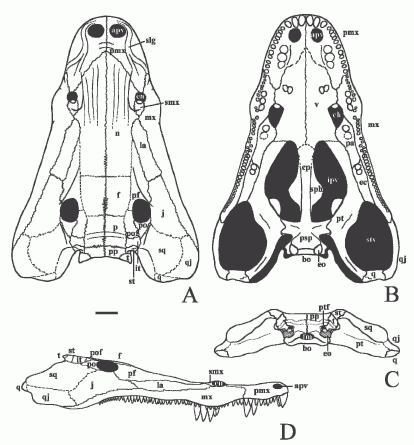Nigerpeton - reconstruction of skull