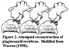 Plagiosaur vertebrae