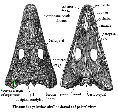 Thoosuchus yakovlevi skull