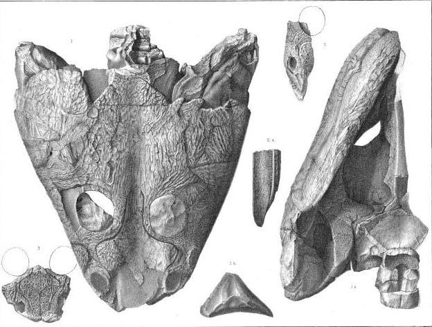 Skull of Trimerorhachis