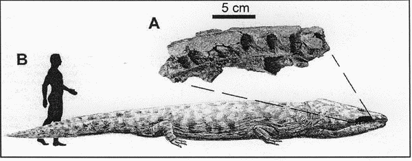 Palaeos Vertebrates Temnospondyli: Rhytidosteids & Brachyopoids