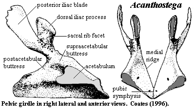 Acanthostega pelvic girdle. Coates (1996)