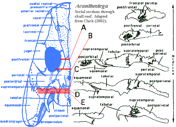 Acanthostega Skull Sections. Clack (2002)