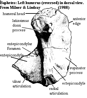 Left humerus reversed in dorsal view