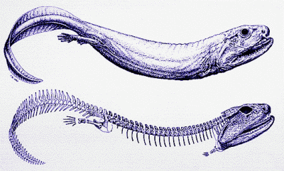 Crassigyrinus scoticus - skeleton and life reconstruction copyright 1990 Royal Society of Edinburgh