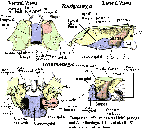 Ichthyostega & Acanthostega braincases. Clack et al. (2003)