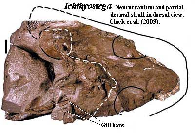 Ichthyostega gill bars. Clack et al. (2003)